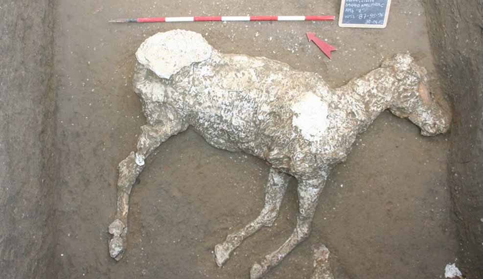 Skelet paard Pompei gevonden